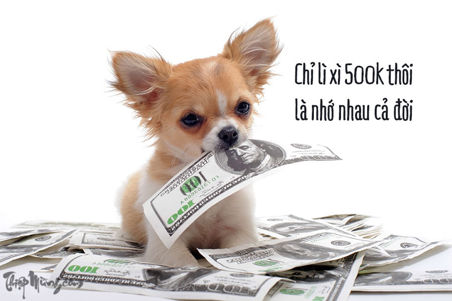 Ảnh chế các chú chó vòi lì xì - Hình 4